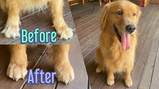 How to trim hair between dog’s toespaws [upl. by Dominy500]