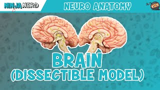 Ventricles of the Brain  Anatomy Model [upl. by Anidal42]