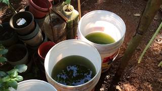 How to grow Green Water Algae [upl. by Ivan]