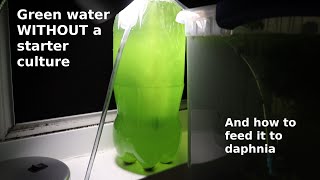 Green Water WITHOUT a Starter Culture  From Scratch  How To [upl. by Anahsat318]