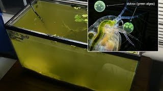 Raising Daphnia for the Freshwater Aquarium [upl. by Icyac]