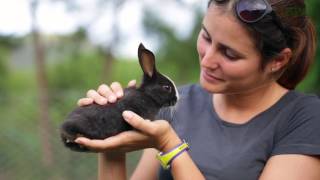 Alimentation du lapin [upl. by Amethyst]