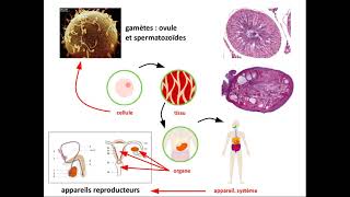 SVT 2nde  structure histologique du testicule [upl. by Eiralc669]