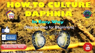 HOW TO CULTURE DAPHNIA In Easy Way [upl. by Ekal336]