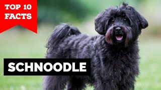 Schnoodle  Top 10 Facts [upl. by Aettam90]