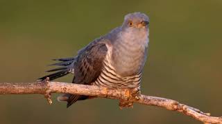 Madárhangok KakukkCuculus canorusCommon cuckoo [upl. by Atimad543]