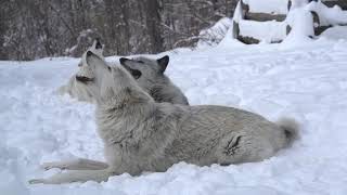 Magical Moment Three Wolves Howling in the Snow [upl. by Severin]